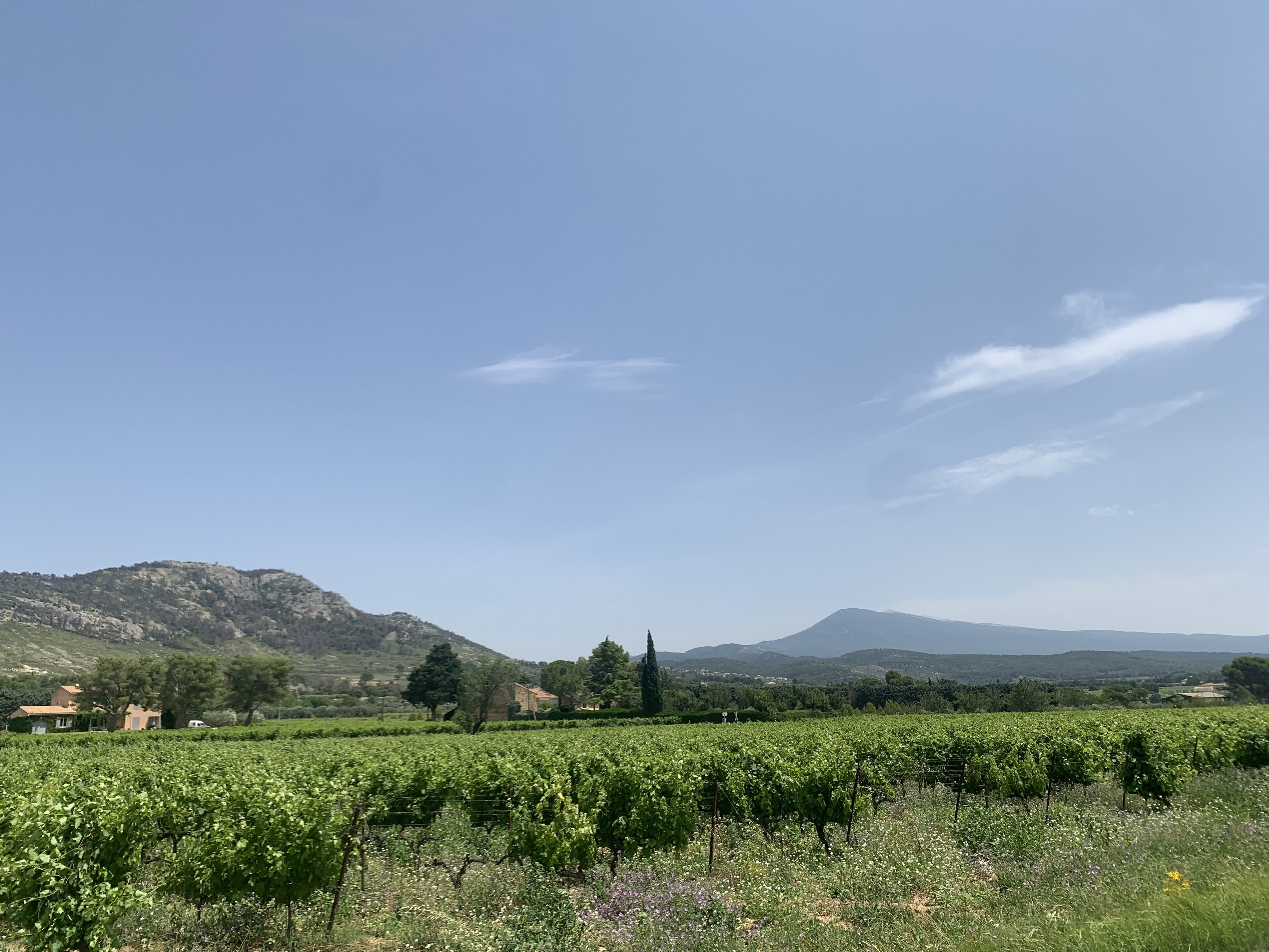 Vue sur le vignoble, Dentelles de Montmirail et Mont Ventoux